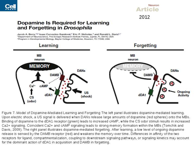 Figure 7. Model of Dopamine-Mediated Learning and Forgetting The left panel i...