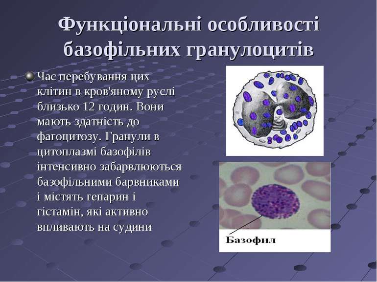 Функціональні особливості базофільних гранулоцитів Час перебування цих клітин...