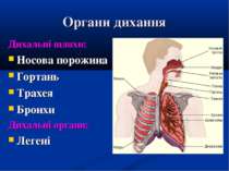 Органи дихання Дихальні шляхи: Носова порожина Гортань Трахея Бронхи Дихальні...