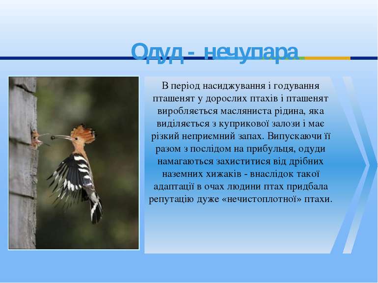 Одуд - нечупара В період насиджування і годування пташенят у дорослих птахів ...