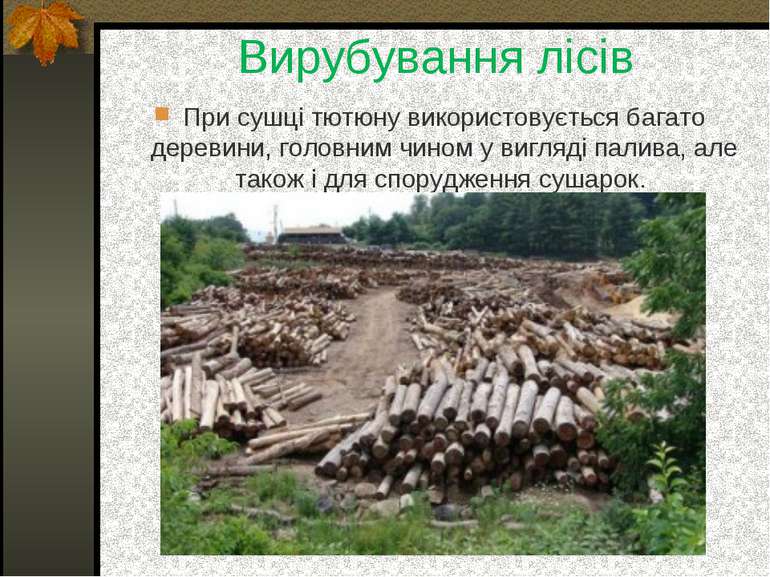 Вирубування лісів При сушці тютюну використовується багато деревини, головним...