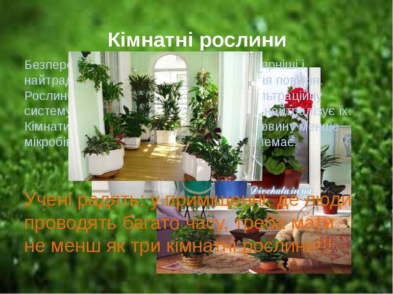 Кімнатні рослини Безперечно, кімнатні рослини найпопулярніші і найтрадиційніш...