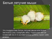 Белые летучие мыши Это гондурасские белые летучие мыши или белые листоносы (л...
