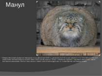 Манул Внешне напоминает домашнюю персидскую кошку. Длина тела 52-65 см, длина...