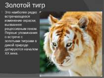 Золотой тигр Это наиболее редко встречающееся изменение окраски, вызванное ре...
