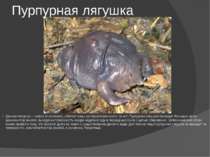 Пурпурная лягушка Данная лягушка — живое ископаемое, обитает лишь на территор...
