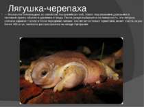 Лягушка-черепаха — бесхвостое земноводное из семейства Австралийских жаб, Жив...