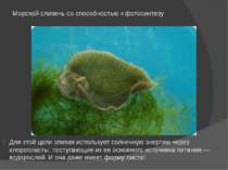 Морской слизень со способностью к фотосинтезу Для этой цели элизия использует...