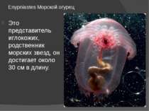 Enypniastes Морской огурец Это представитель иглокожих, родственник морских з...