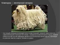 Комондор — венгерская овчарка Настоящий комондор производит впечатление больш...