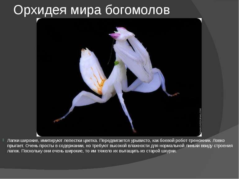 Орхидея мира богомолов Лапки широкие, имитируют лепестки цветка. Передвигаетс...