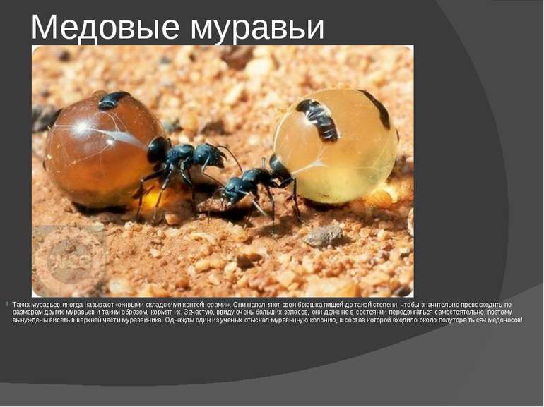 Медовые муравьи Таких муравьев иногда называют «живыми складскими контейнерам...