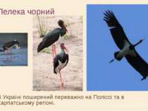 Лелека чорний В Україні поширений переважно на Поліссі та в Карпатському регі...