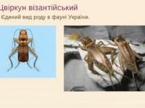 Цвіркун візантійський Єдиний вид роду в фауні України.