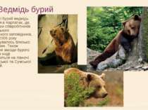 Ведмідь бурий В Україні бурий ведмідь водиться в Карпатах, де, за даними спів...