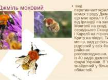 Джміль моховий вид перетинчастокрилих комах з роду Джмелі, що має ареал в Євр...