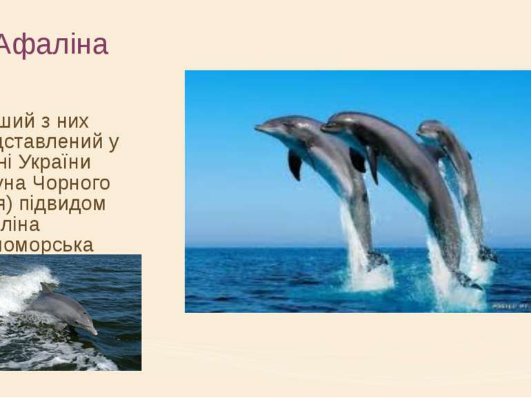 Афаліна Перший з них представлений у фауні України (фауна Чорного моря) підви...