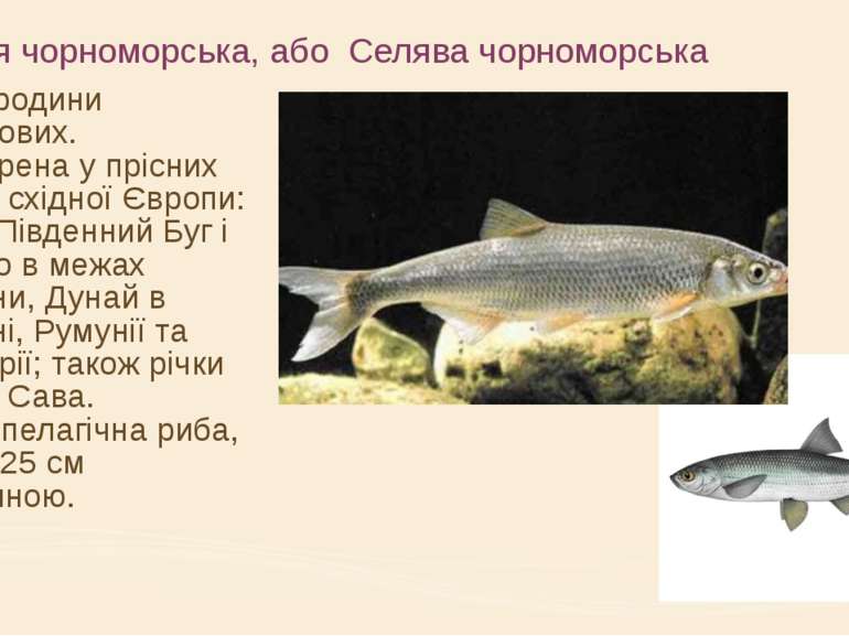 Шемая чорноморська, або Селява чорноморська риба родини коропових. Поширена у...