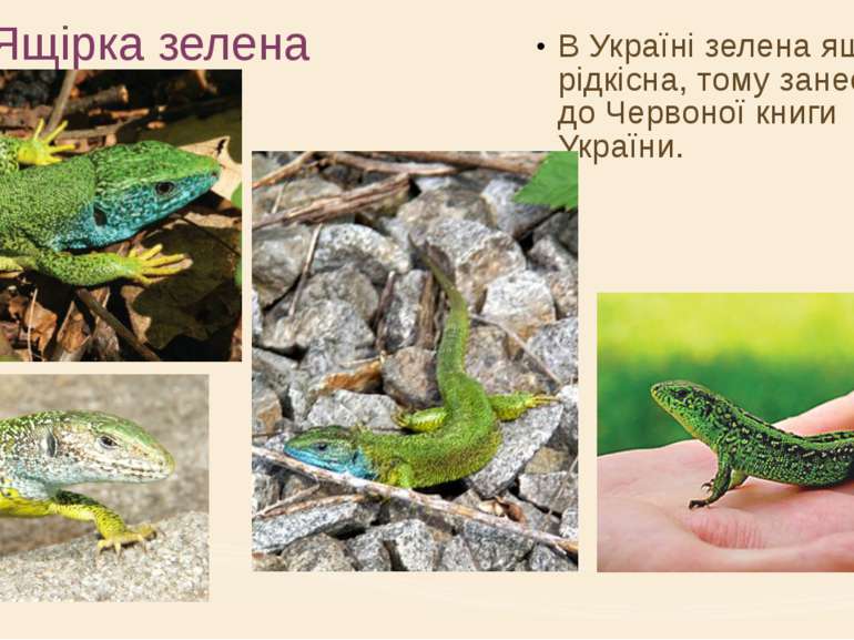Ящірка зелена В Україні зелена ящірка рідкісна, тому занесена до Червоної кни...
