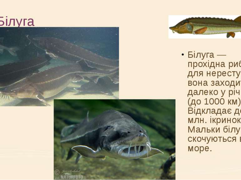 Білуга Білуга — прохідна риба; для нересту вона заходить далеко у річки (до 1...