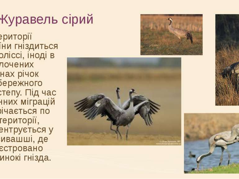 Журавель сірий На території України гніздиться на Поліссі, іноді в заболочени...
