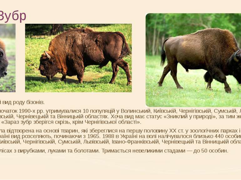 Зубр європейський вид роду бізонів. В Україні на початок 1990-х рр. утримувал...