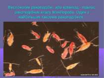 Веслоногие ракоподібні, або копепод - підклас ракоподібних класу Maxillopoda....