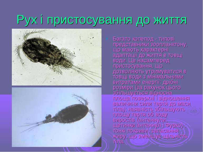 Рух і пристосування до життя Багато копепод - типові представники зоопланктон...