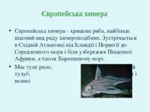 Європейська химера - хрящова риба, найбільш відомий вид ряду химероподібних. ...
