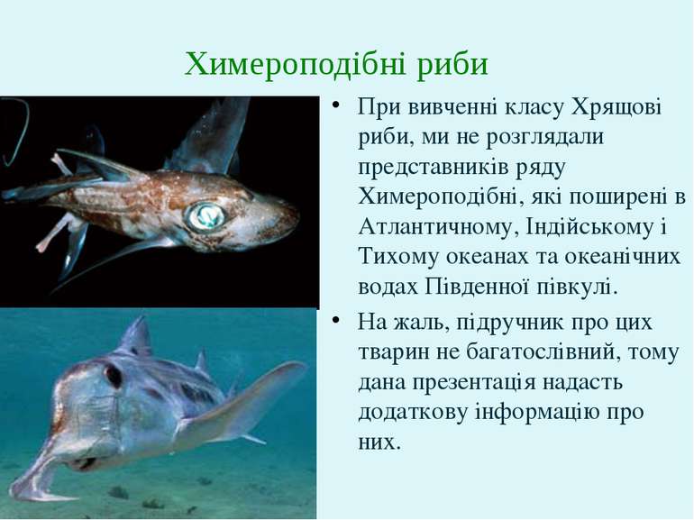 При вивченні класу Хрящові риби, ми не розглядали представників ряду Химеропо...