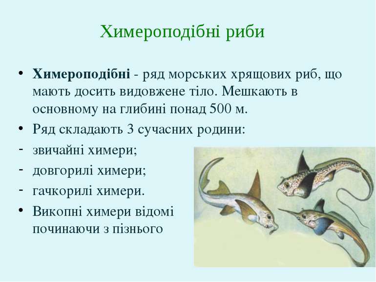 Химероподібні - ряд морських хрящових риб, що мають досить видовжене тіло. Ме...