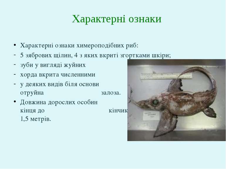 Характерні ознаки химероподібних риб: 5 зябрових щілин, 4 з яких вкриті згорт...