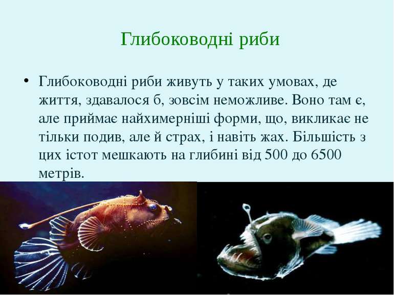 Глибоководні риби живуть у таких умовах, де життя, здавалося б, зовсім неможл...