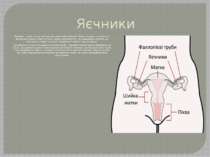 Яєчники Яєчники - парні статеві органи мигдалеподібної форми. Вони утворені з...