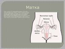 Матка Матка - товстостінний грушоподібний порожнистий м'язовий орган, який ви...