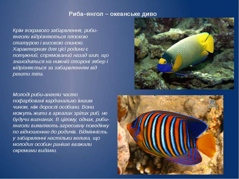Риба–янгол – океанське диво Крім яскравого забарвлення, риби-янголи відрізняю...