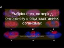 "Ембріонегез, як період онтогенезу в багатоклітинних організмах"