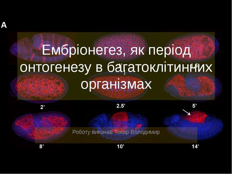 Ембріонегез, як період онтогенезу в багатоклітинних організмах Роботу виконав...