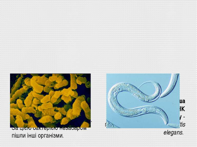 1995. NHGRІ публікує першу повну послідовність ДНК живого організму - бактері...