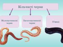 Кільчасті черви Малощетинкові черви Багатощетинкові черви П’явки