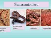 Різноманітність дощовий черв'як апоректода довга ейсенія трубочник
