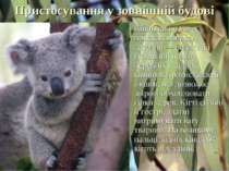 Пристосування у зовнішній будові Кінцівки коали пристосовані до лазення — вел...