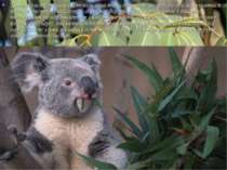 Травна система коал встановлена таким чином, що він може харчуватися тільки л...