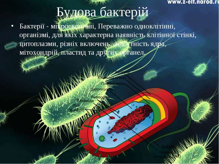 Будова бактерій Бактерії - мікроскопічні, Переважно одноклітінні, організмі, ...