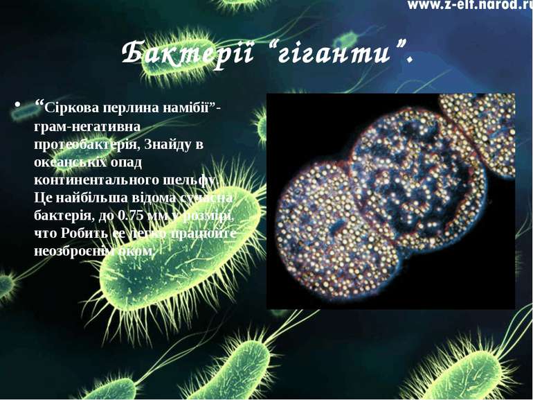 Бактерії “гіганти”. “Сіркова перлина намібії”-грам-негативна протеобактерія, ...