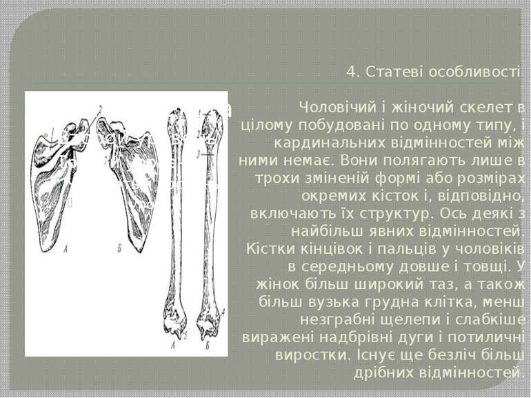 4. Статеві особливості Чоловічий і жіночий скелет в цілому побудовані по одно...