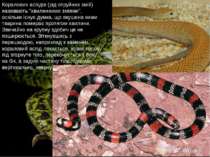 Коралових аспідів (рід отруйних змій) називають "хвилинними зміями", оскільки...