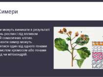 Химери Химери можуть виникати в результаті щеплень рослин і під впливом мутац...
