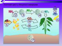 Азотний цикл у біоценозі акваріума