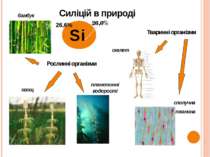 Si Рослинні організми бамбук хвощ Тваринні організми планктонні водорості ске...